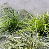 カレックス 5品種セット 寄せ植え用 15cmポット苗 株 下草 常緑 多年草 グランドカバー カラーリーフ 庭 花壇 鉢植え 高耐寒性