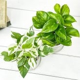 観葉植物 ポトス エンジョイ ＆ グローバルグリーン 2種セット 3.5号鉢 受け皿付き 育て方説明書付き エピプレムヌム
