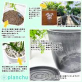 PLANCHU 観葉植物 アロカシア シルバードラゴン 4号樹脂鉢 ダークグレー サスティー付き 受け皿付き 育て方説明書付き Alocasia ‘Silver Dragon’ アロイド