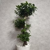 ガジュマル 観葉植物 八の字 8号鉢苗 大型 盆栽 末広がりの8の字 室内 珍しい 希少種 多幸の木 幸福をもたらす精霊が住むガジュマルの木 おしゃれなインテリア 結婚祝い 新築祝い 開店祝い 開業祝い 誕生日 母の日 父の日 記念日 プレゼントギフト 肥料別売り 敬老の日