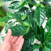 PLANCHU 観葉植物 コーヒーノキ アラビカ 8号鉢 受け皿付き 育て方説明書付き Coffea arabica コーヒーの木 珈琲の木 アラビカコーヒー