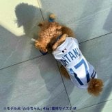犬服 MLB公式 大谷翔平 ユニフォーム ジャージ ドジャース 小型犬用 SM Mサイズ 野球 ドッグウェア チワワ トイプードル ミニチュアダックス ペット服 春 夏 秋 ロサンゼルス メジャーリーグ 17番 送料無料