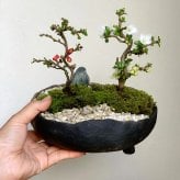 年に数回可憐な花が楽しめます【紅白長寿梅（コウハクチョウジュバイ）の寄せ植え盆栽（炭化焼締鉢）】