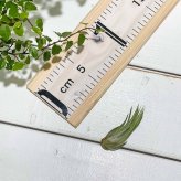 PLANCHU エアプランツ ティランジア コルビー Sサイズ 1株 W3×H5cm前後 育て方説明書付き Tillandsia scaposa スカポーサ エアープランツ チランジア