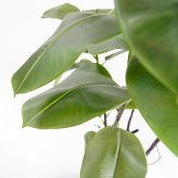 観葉植物 造花 フィカス ソフィア BROWN 全高約180cm 大型 フェイクグリーン 高級 本物そっくり リアル おしゃれ ナチュラル インテリア 人工観葉植物 アーティフィシャルグリーン オフィス 店舗 ホテル 開店祝い 室内 リビング 玄関 風水 ゴムの木