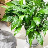 PLANCHU 観葉植物 スパティフィラム 10号鉢 受け皿付き 育て方説明書付き Spathiphyllum hybrids アロイド 大株 充実株
