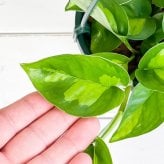 PLANCHU 観葉植物 ポトス グローバルグリーン 4号吊り鉢 育て方説明書付き PVP Epipremnum aureum ‘Global Green’  エピプレムナム アロイド