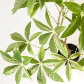 観葉植物 造花 パキラ BROWN 全高約90cm 中型 フェイクグリーン 本物そっくり おしゃれ インテリア 人工観葉植物 アーティフィシャルグリーン オフィス 店舗 ホテル 開店祝い 室内 発財樹 フェイク