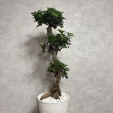 ガジュマル 観葉植物 八の字 8号鉢苗 大型 盆栽 末広がりの8の字 室内 珍しい 希少種 多幸の木 幸福をもたらす精霊が住むガジュマルの木 おしゃれなインテリア 結婚祝い 新築祝い 開店祝い 開業祝い 誕生日 母の日 父の日 記念日 プレゼントギフト 肥料別売り 敬老の日