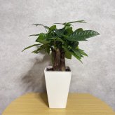 観葉植物 パキラ グラブラ 3本立ち ミニ 卓上 小さい 4号 高さ約35cm 白 スクエア鉢 マネーツリー 育てやすい 耐陰性 インテリア デスク 棚 一人暮らし 誕生日 引っ越し祝い 就職祝い 退職祝い お礼 プチギフト お祝い ギフト プレゼント おしゃれ