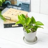 PLANCHU 観葉植物 ポトス ゴールデン 3.5号鉢 受け皿付き 育て方説明書付き Epipremnum aureum エピプレムナム アロイド
