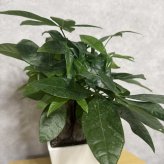 観葉植物 パキラ グラブラ 3本立ち ミニ 卓上 小さい 4号 高さ約35cm 白 スクエア鉢 マネーツリー 育てやすい 耐陰性 インテリア デスク 棚 一人暮らし 誕生日 引っ越し祝い 就職祝い 退職祝い お礼 プチギフト お祝い ギフト プレゼント おしゃれ