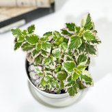 PLANCHU 観葉植物 プレクトランサス ミントリーフ 3.5号鉢 受け皿付き 育て方説明書付き Plectranthus madagascariensis ‘Variegated Mintleaf’ 斑入り アロマティカス ハーブ苗 虫除け植物