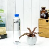 PLANCHU 観葉植物 クリプタンサス ソレイユ 3号丸鉢 受け皿付き 育て方説明書付き Cryptanthus bivittatus ‘Soleil’ ビウィッタートゥス ヒメアナナス ブロメリア
