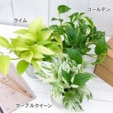 観葉植物 ポトス 3種セット ゴールデン ライム マーブルクイーン 4号鉢 受け皿付き 育て方説明書付き エピプレムヌム