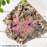 PLANCHU エアプランツ ティランジア イオナンタ ハムエムラ クランプ 1株 W7×H7cm前後 育て方説明書付き Tillandsia ionantha ‘Hamuemula’ エアープランツ チランジア