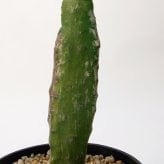 観葉植物 造花 ウチワサボテン BROWN 全高約130cm 大型 フェイクグリーン 本物そっくり おしゃれ インテリア 人工観葉植物 アーティフィシャルグリーン オフィス 店舗 ホテル 開店祝い 室内 サボテン オプンチア フェイク