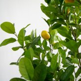 観葉植物 造花 レモンの木 BROWN 全高約220cm 大型 実付き フェイクグリーン 高級 本物そっくり リアル おしゃれ インテリア 人工観葉植物 アーティフィシャルグリーン シンボルツリー オフィス 店舗 カフェ 開店祝い 室内 リビング 玄関 風水 果樹 レモンツリー