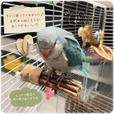 天然木 バードパーチ 止まり木 小鳥用 ケージ固定 インコ 止まり台 天然木ステップ 文鳥 セキセイインコ コザクラインコ オカメインコ