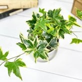 PLANCHU 観葉植物 ヘデラ ヘリックス 品種おまかせ 3.5号鉢 受け皿付き 育て方説明書付き Hedera helix cv. セイヨウキヅタ アイビー