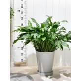 PLANCHU 観葉植物 スパティフィラム 10号鉢 受け皿付き 育て方説明書付き Spathiphyllum hybrids アロイド 大株 充実株