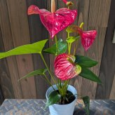 アンスリウム 赤 6号 鉢植え 観葉植物 アンスリューム アンセリウム ラッピング 誕生日 結婚記念日 新築祝い 開店祝い 開業祝い ギフト還暦祝い 誕生日 新築祝い 開店祝い 観葉植物 癒し 開運 ラッピング