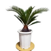 現品 観葉植物 ソテツ 蘇鉄 高さ80cm 10号鉢苗 大型種類 大きい 鉢植え 和風 和室 南国 おしゃれな室内インテリア 日陰 風水 玄関 リビング 初心者におすすめ 簡単で育てやすい 耐陰性 部屋 屋外 かわいい ベランダ プレゼント ギフト 開店祝い 結婚祝い 窓際 テレビ横 モダン 贈答