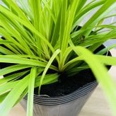 カレックス オシメンシス エヴァリロ 緑 15cmポット苗 株 下草 常緑 多年草 グランドカバー カラーリーフ 庭 寄せ植えに 花壇 鉢植え 高耐寒性