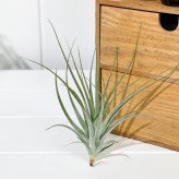 PLANCHU エアプランツ ティランジア ストリクタ ギガンティクス Mサイズ 1株 W15×H15cm前後 育て方説明書付き Tillandsia stricta ‘Giganticus’ エアープランツ チランジア