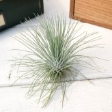 PLANCHU エアプランツ ティランジア フックシー グラシリス Lサイズ 1株 W8×H5cm前後 育て方説明書付き Tillandsia fuchsii forma gracilis グラキリス エアープランツ チランジア