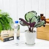 PLANCHU 観葉植物 カラテア ノーザンライト 4号鉢 受け皿付き 育て方説明書付き Calathea ‘Northern lights’