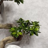 現品 ガジュマル 観葉植物 曲がり 8号鉢苗 大型 盆栽 登り樹 昇り竜 室内 珍しい 希少種 多幸の木 幸福をもたらす精霊が住むガジュマルの木 おしゃれなインテリア 結婚祝い 新築祝い 開店祝い 開業祝い 誕生日 母の日 父の日 記念日 プレゼントギフト 肥料別売り 敬老の日