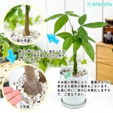 PLANCHU 観葉植物 パキラ ネジリ 実生株 4号鉢 受け皿付き 育て方説明書付き Pachira glabra 発財樹