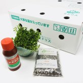 クラピア K5 薄桃品種 10株 すくすくセット 植栽マニュアル付き 苗10ポット 肥料活力剤2種付き イワダレソウ改良種 グランドカバー 植物 プランツ 薄ピンクの花 庭 屋上 緑化 K7と同程度の耐寒性 多年草 地被植物 ほふく性 下草 背が低い 宿根草