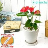 PLANCHU 観葉植物 アンスリウム レッド 5号樹脂鉢 ホワイト サスティー付き 受け皿付き 育て方説明書付き Anthurium andraeanum cv. アンスリューム アロイド 鉢花