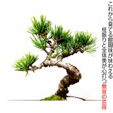 盆栽 松 樹齢7年 特選 五葉松 小品盆栽 育て方ガイド付 送料無料 無料ラッピング 趣味 曲付き太幹 高松五葉松 縁起の良い松 新しい趣味 植物 盆栽 松 室内 初心者 おしゃれ 盆栽 ミニ観葉 誕生日 敬老の日 父の日 プレゼント フラワーギフト 送料無料