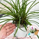 PLANCHU 観葉植物 ワリシア キアネア 4号鉢 受け皿付き 育て方説明書付き Wallisia cyanea ハナアナナス ブロメリア ティランジア チランジア