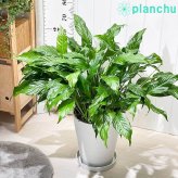 PLANCHU 観葉植物 スパティフィラム 10号鉢 受け皿付き 育て方説明書付き Spathiphyllum hybrids アロイド 大株 充実株