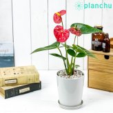 PLANCHU 観葉植物 アンスリウム レッド 4号鉢 受け皿付き 育て方説明書付き Anthurium andraeanum cv. アンスリューム アロイド 鉢花