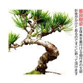 盆栽 松 樹齢7年 特選 五葉松 小品盆栽 育て方ガイド付 送料無料 無料ラッピング 趣味 曲付き太幹 高松五葉松 縁起の良い松 新しい趣味 植物 盆栽 松 室内 初心者 おしゃれ 盆栽 ミニ観葉 誕生日 敬老の日 父の日 プレゼント フラワーギフト 送料無料