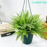 PLANCHU 観葉植物 ネフロレピス ツデー 6号吊り鉢 育て方説明書付き Nephrolepis exaltata ‘Teddy Junior’ ボストンファーン ボストンファン シダ植物