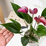 PLANCHU 観葉植物 アンスリウム シラノ 4号鉢 受け皿付き 育て方説明書付き Anthurium andraeanum ‘Cirano’ アンスリューム アロイド 鉢花 パープル系