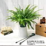 PLANCHU 観葉植物 ネフロレピス モンタナ 5号吊り鉢 育て方説明書付き Nephrolepis exaltata ‘Montana’ ボストンファーン ボストンファン シダ植物