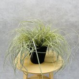 斑入り カレックス オシメンシス エヴァロロ 15cmポット苗 緑 株 下草 常緑 多年草 グランドカバー カラーリーフ 庭 寄せ植えに 花壇 鉢植え 高耐寒性