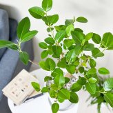 PLANCHU 観葉植物 フィカス ルビギノーサ 6号鉢 受け皿付き 育て方説明書付き Ficus rubiginosa フランスゴムノキ