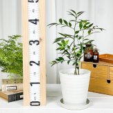 PLANCHU 観葉植物 ナギ 5号鉢 受け皿付き 育て方説明書付き Nageia nagi 梛 神の宿る木 幸せを呼ぶ木 縁結びの木 夫婦円満の木