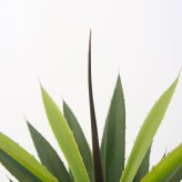 観葉植物 造花 ユッカ BROWN 全高約115cm 中型 フェイクグリーン 本物そっくり おしゃれ インテリア 人工観葉植物 アーティフィシャルグリーン オフィス 店舗 ホテル 開店祝い 室内 青年の木 エレファンティペス フェイク