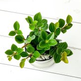PLANCHU 観葉植物 ペペロミア フェアリー 3.5号鉢 受け皿付き 育て方説明書付き Peperomia ‘Fairy’