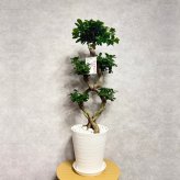 ガジュマル 観葉植物 八の字 8号鉢苗 大型 盆栽 末広がりの8の字 室内 珍しい 希少種 多幸の木 幸福をもたらす精霊が住むガジュマルの木 おしゃれなインテリア 結婚祝い 新築祝い 開店祝い 開業祝い 誕生日 母の日 父の日 記念日 プレゼントギフト 肥料別売り 敬老の日