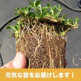 クラピア K5 苗4株 お試し1平米用 すくすくセットミニ 完全植栽マニュアル付き グランドカバー 4ポット 肥料 活力剤2種（おすすめ肥料、メネデール）イワダレソウ改良種 薄桃品種 プランツ 雑草対策 庭 ガーデニング diy 緑化 おすすめ ガーデン 多年草 植物